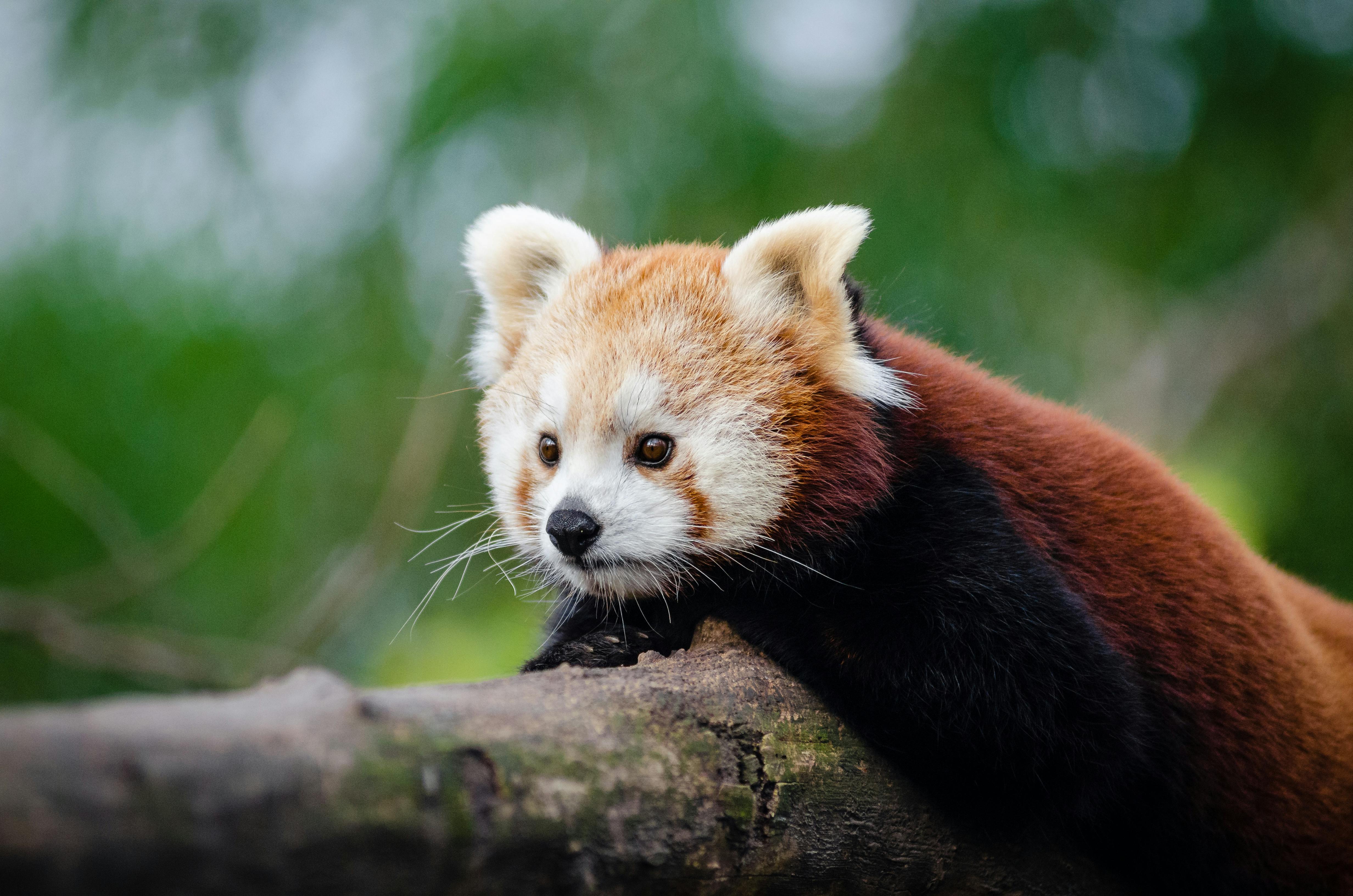 red-pandas-free-stock-photo