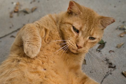 Owen the cat Titanic survivor