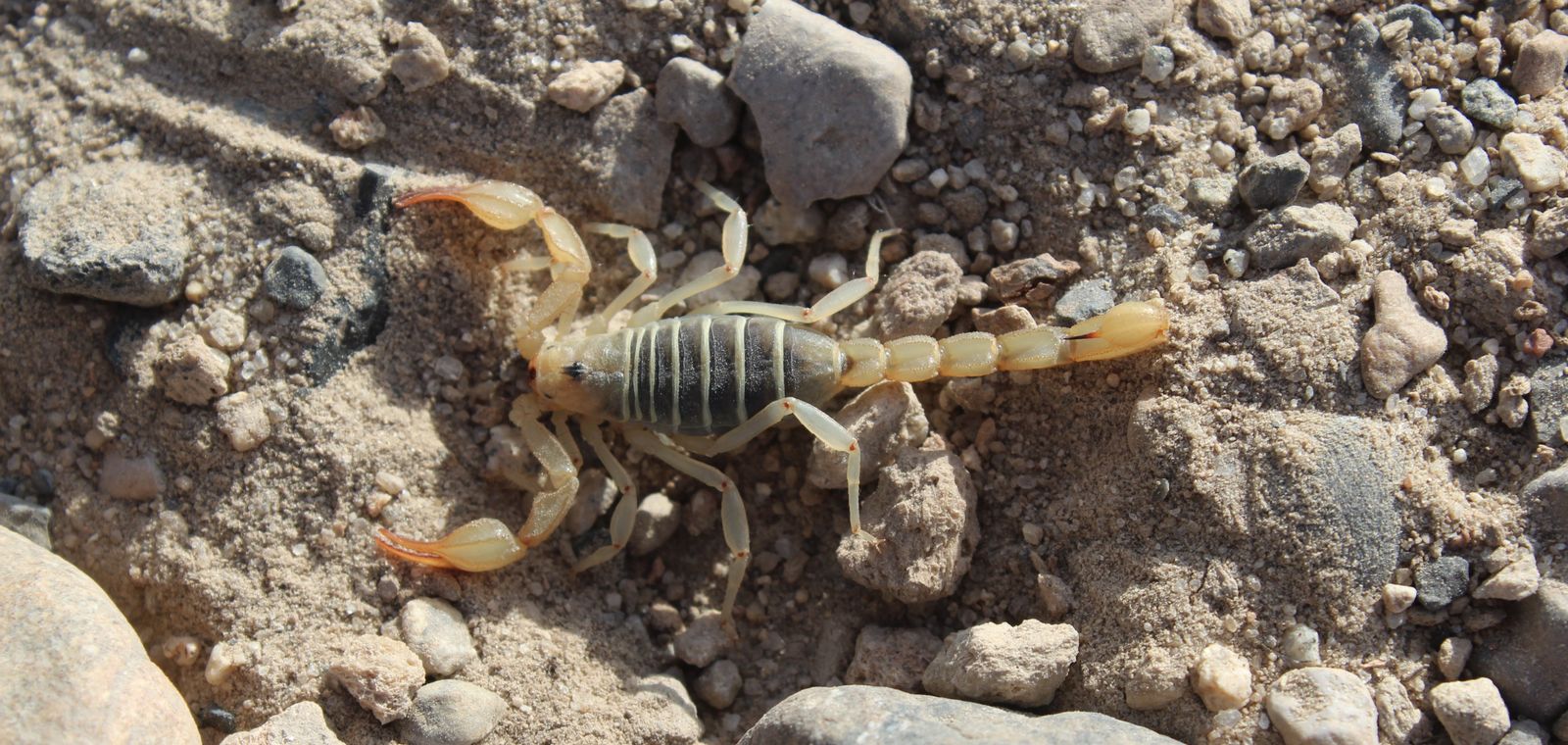 Scorpion crawling on rocky ground