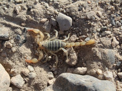 Scorpion crawling on rocky ground