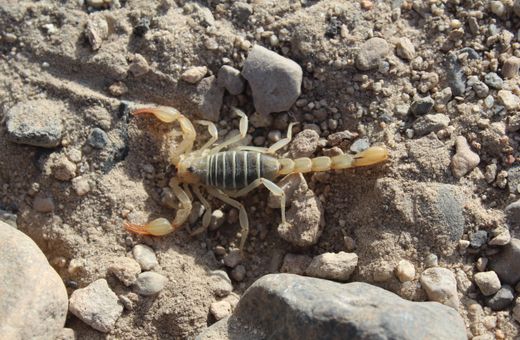 Scorpion crawling on rocky ground