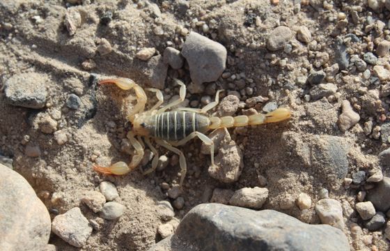 Scorpion crawling on rocky ground