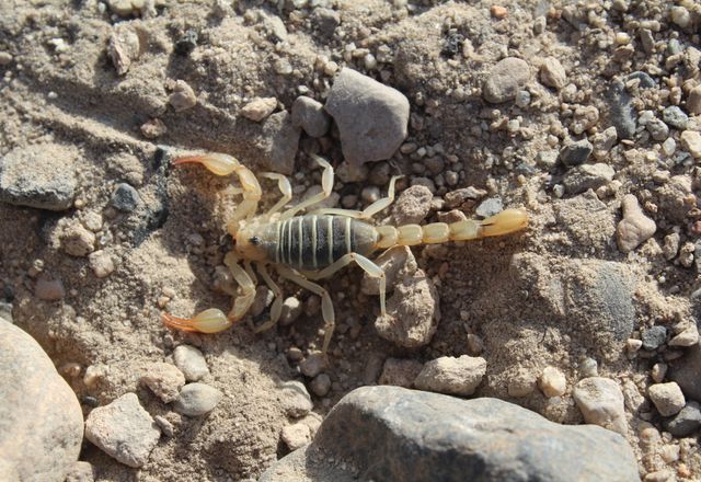 Scorpion crawling on rocky ground