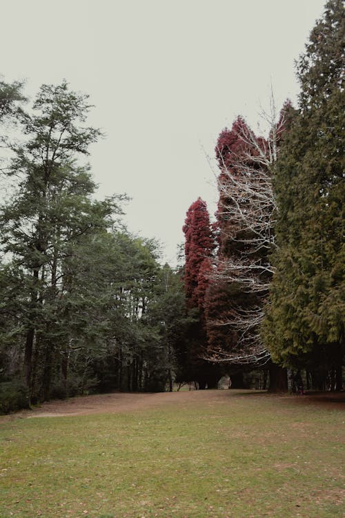 Foto profissional grátis de árvores, campo de grama, céu cinza