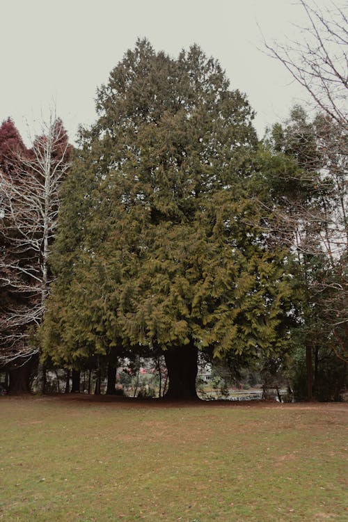 Безкоштовне стокове фото на тему «вертикальні постріл, голисте дерево, дерева»