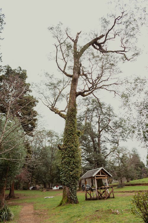 ağaç gövdeleri, ağaçlar, Ahşap ev içeren Ücretsiz stok fotoğraf