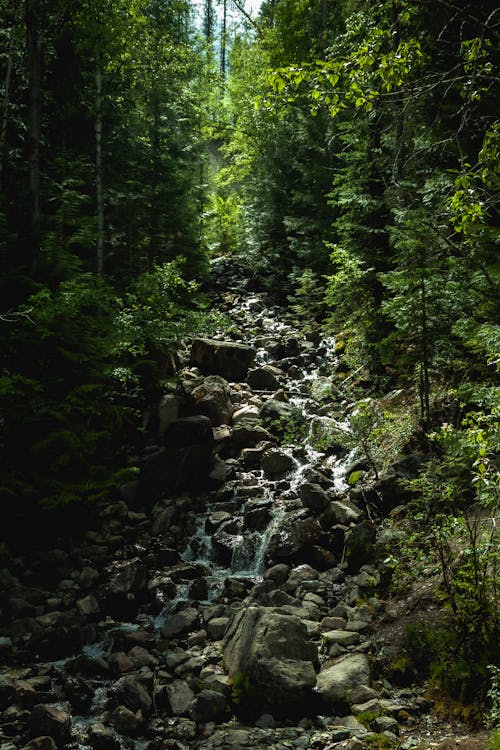 Stream and Rocks in Woods