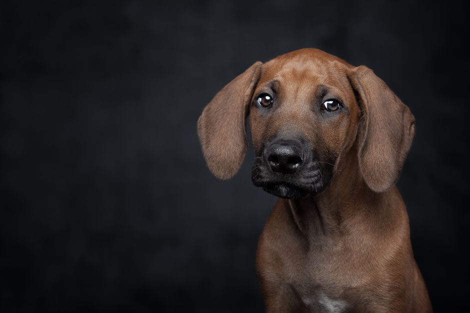 How to Gradually Transition Your Puppy to a New Food Without Digestive Upset Cute Rhodesian Ridgeback puppy portrait in studio setting with dark background.