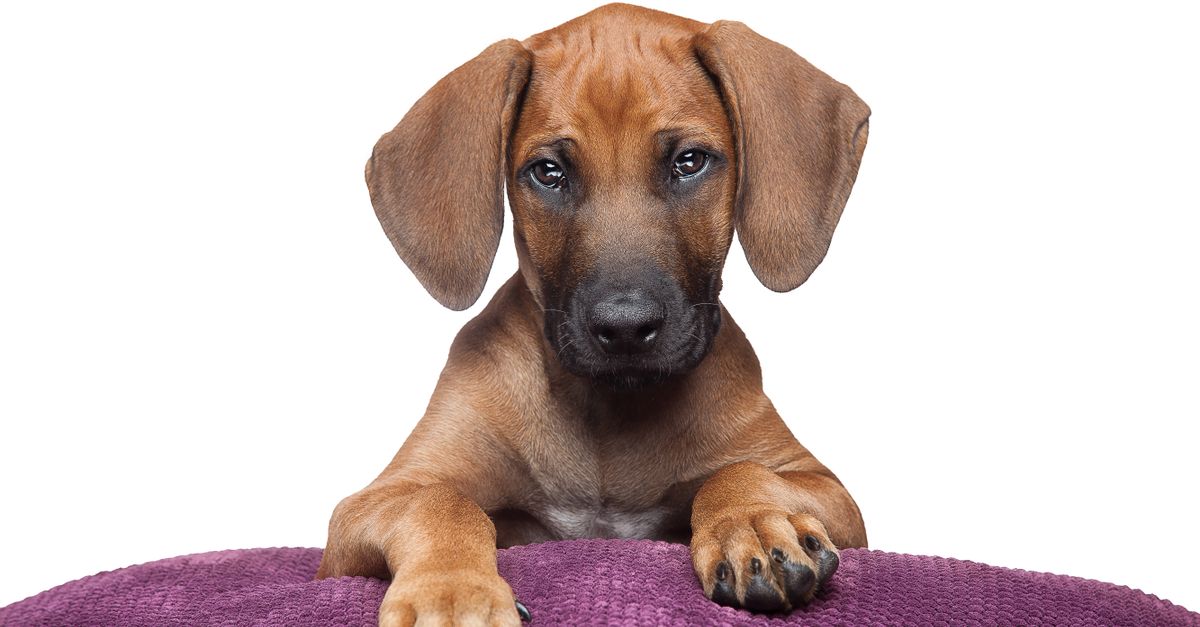 Rhodesian Ridgeback Puppy Breeders Rhodesian Ridgeback puppy breeders guide: a young wheaten Rhodesian Ridgeback puppy lying on a purple cushion