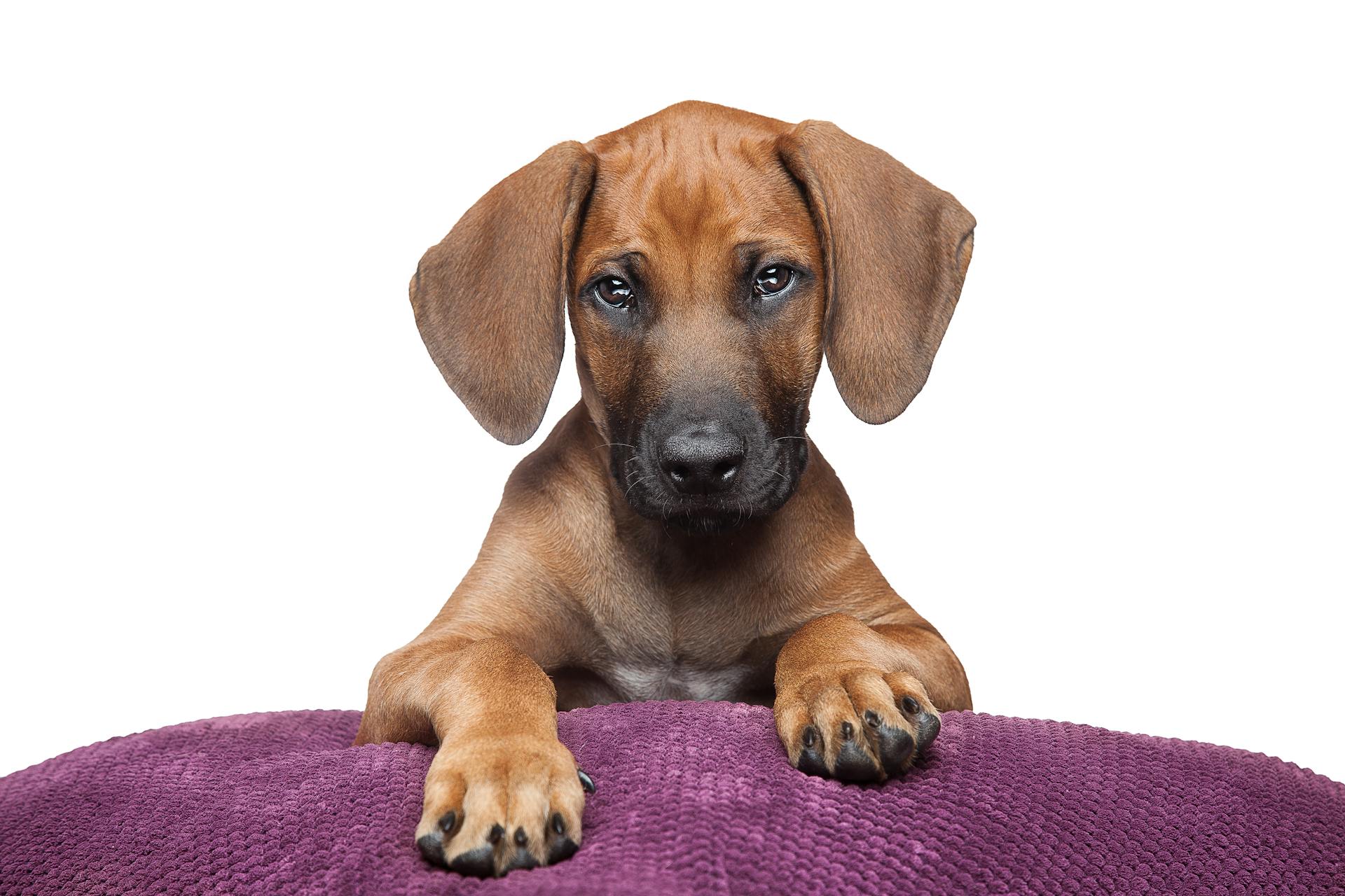 En brun rhodesiansk ridgebackhund på en lila kudde