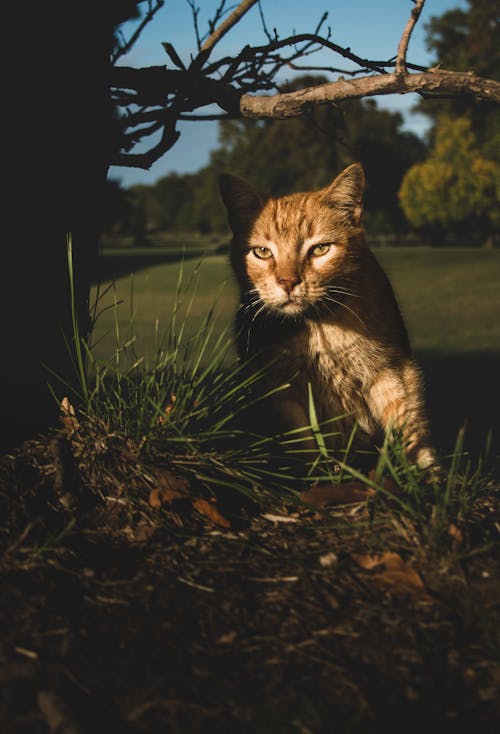 Cat staring beside a tree