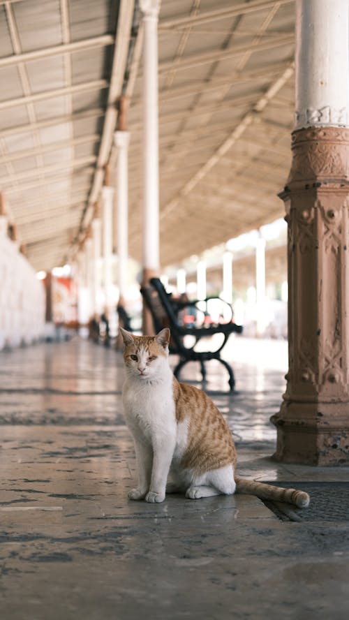 White and Orange Cat on a Platform 