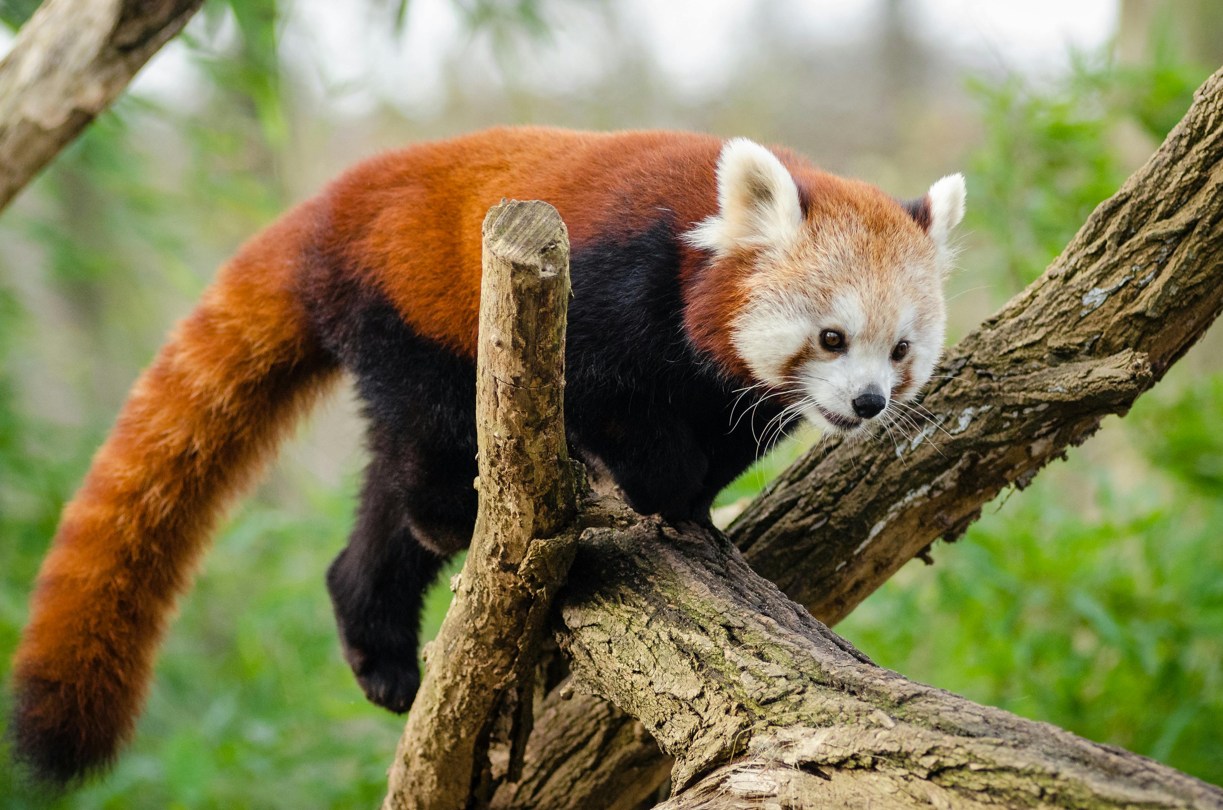 レッサーパンダ 動物 可愛いの無料の写真素材