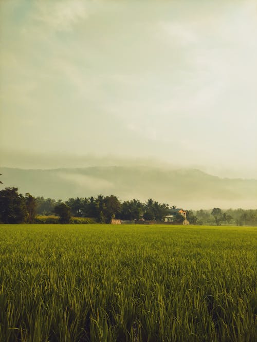 Free stock photo of agricultural fields, kerala