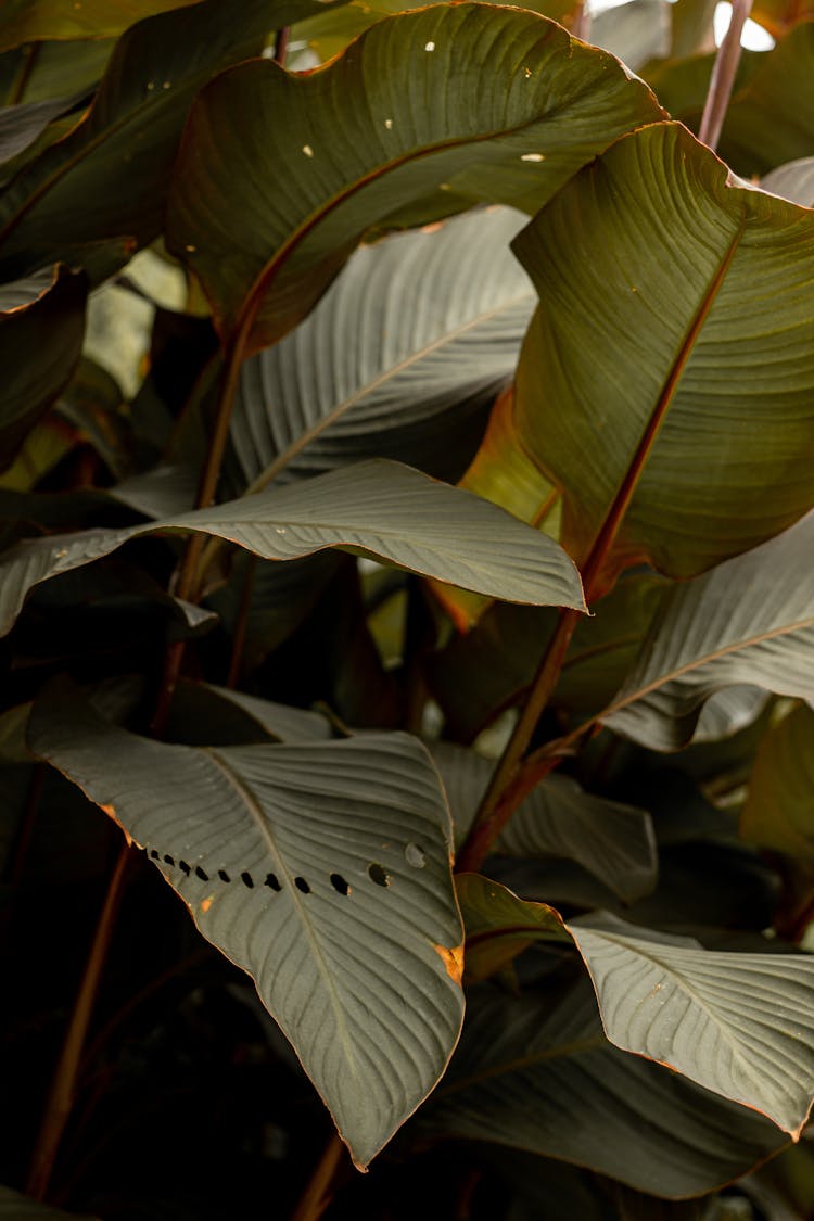 Plant Leaves In Garden