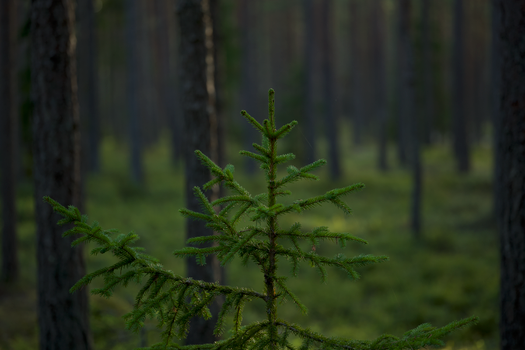 A tranquil view of a dense evergreen forest showcasing the serene beauty of nature.