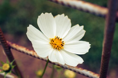 Free Beautiful white garden cosmos flower in close-up with blurred background. Stock Photo
