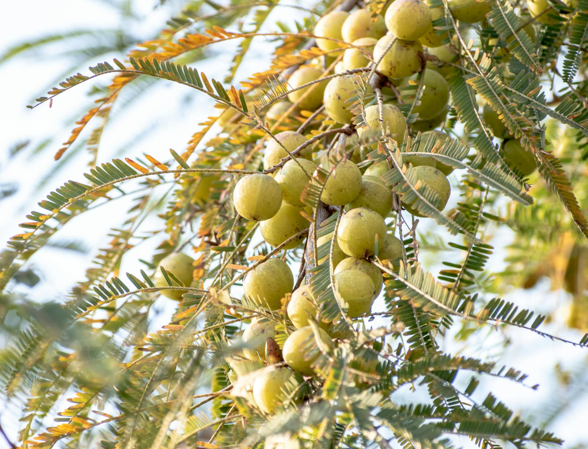 Captivating close-up of Indian Gooseberries hanging on a lush tree branch.