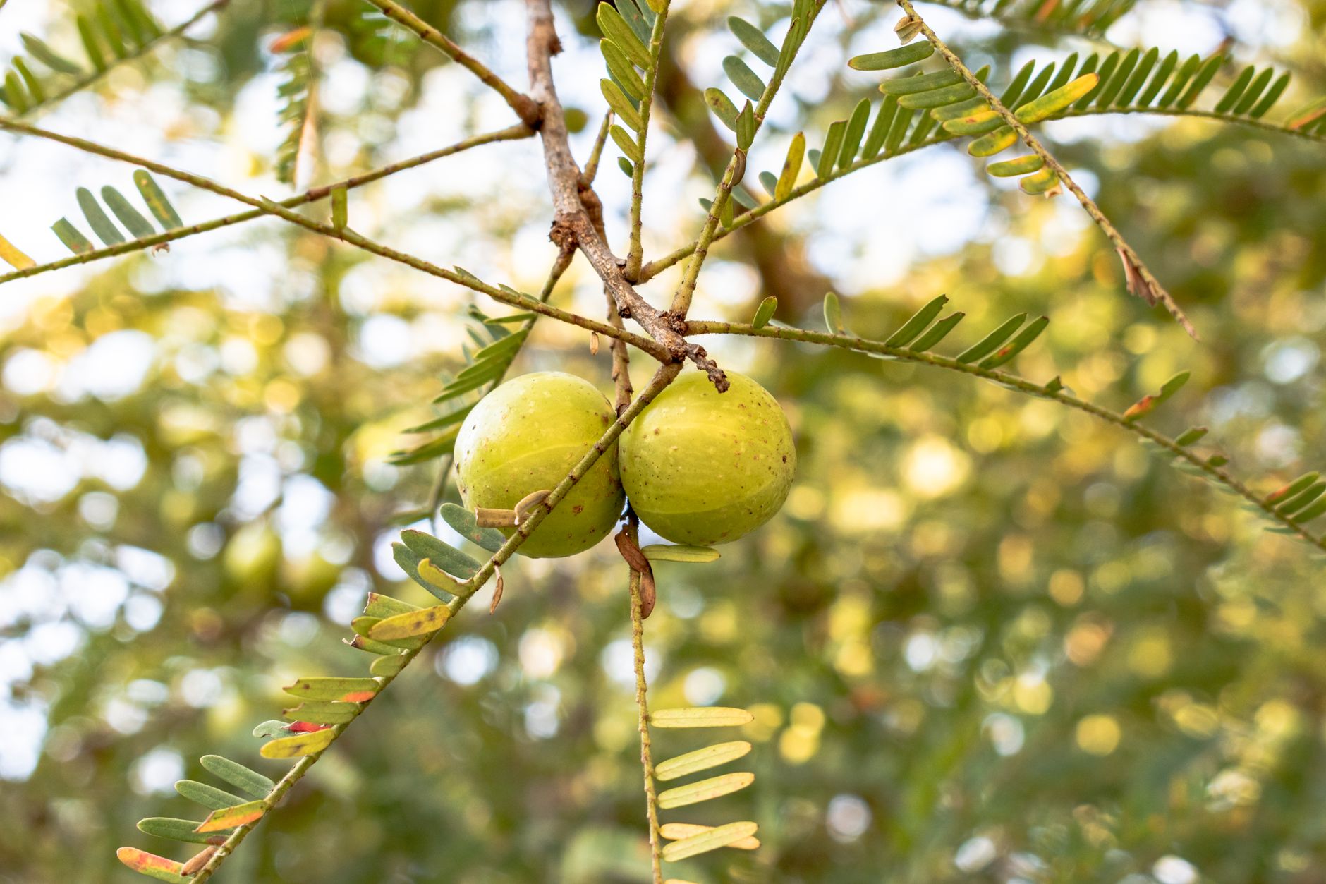 quenepas benefits, The Nutrition Profile Behind The Hype quenepas benefits, The Nutrition Profile Behind The Hype