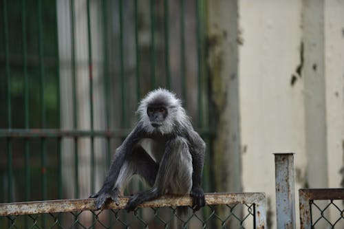 Fotobanka s bezplatnými fotkami na tému cicavec, kovový plot, langur