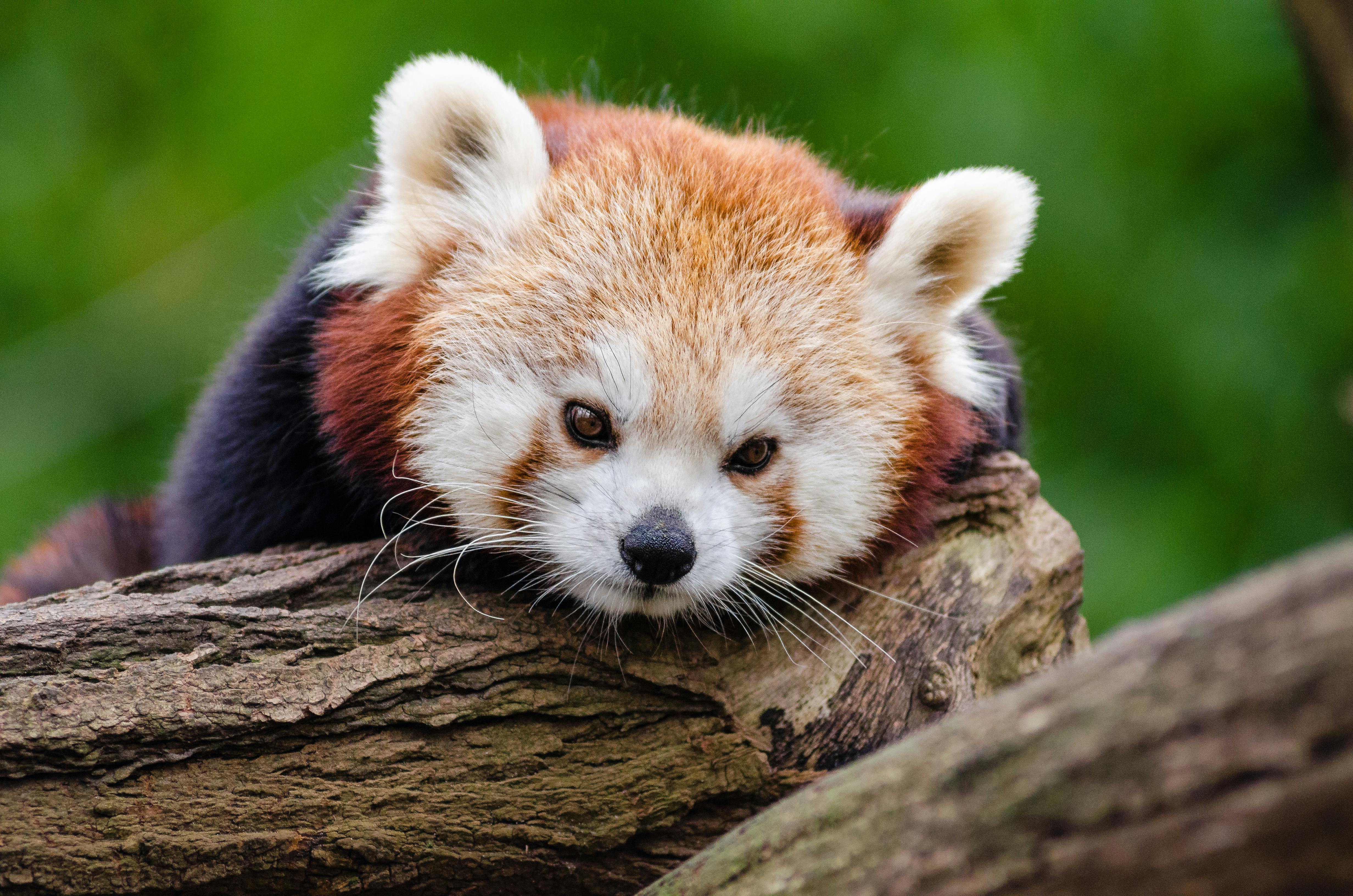 ひげ ログ 動物の無料の写真素材 ひげ ログ 動物の無料の写真素材