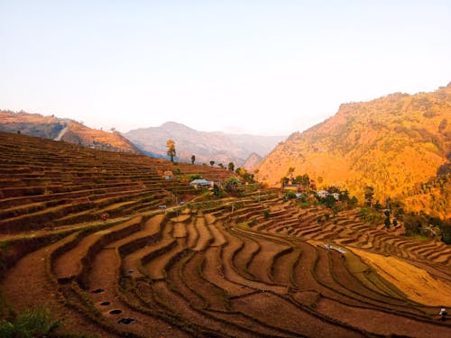Gratis Fotos de stock gratuitas de arrozales, campo agrícola, campo de arroz Foto de stock