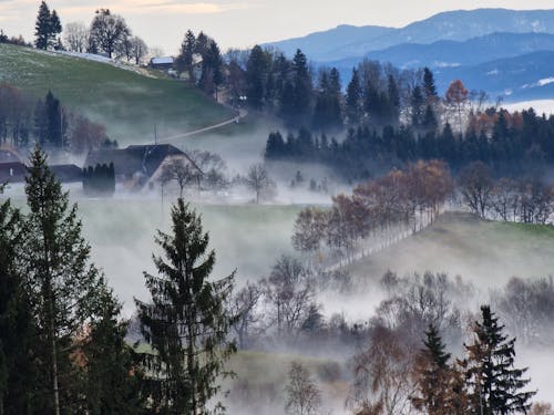 Fotos de stock gratuitas de Austria, bosque, bosque de otoño