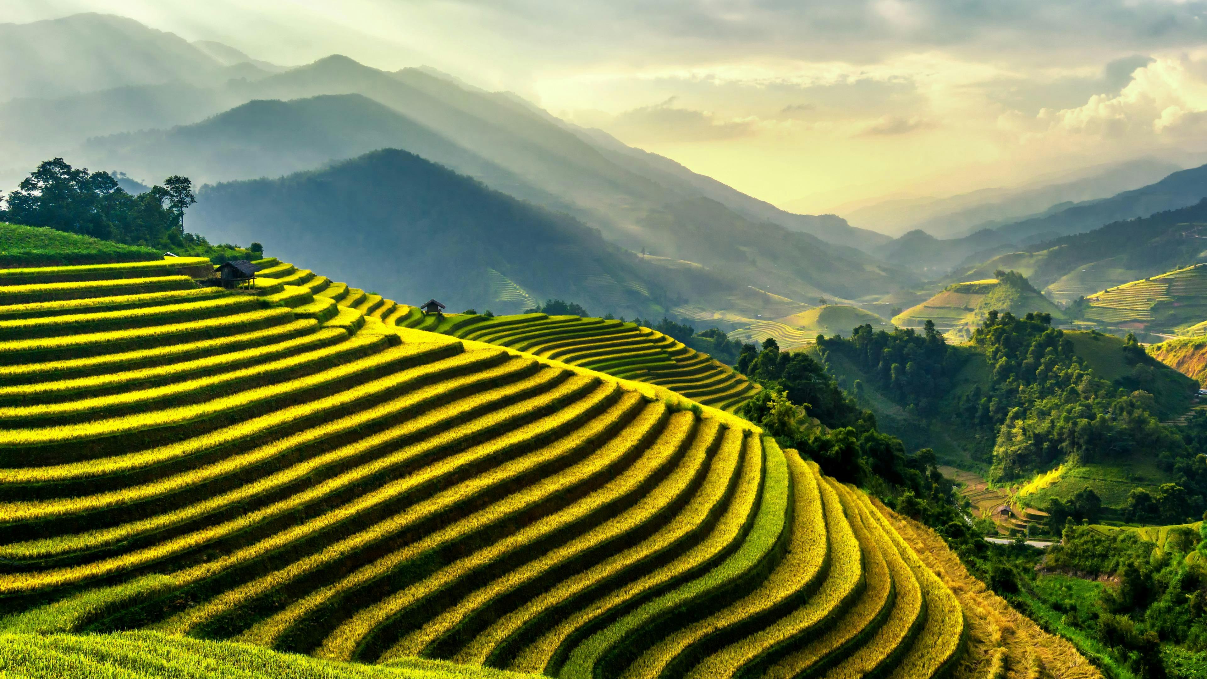 Emerging Riceberry Rice: Thailand first experience in developing rice for  wellbeing