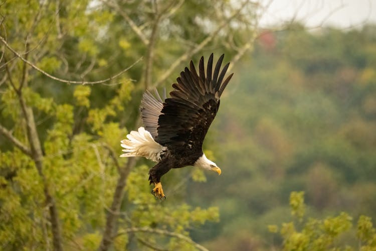 Flying Bald Eagle On Wildlife