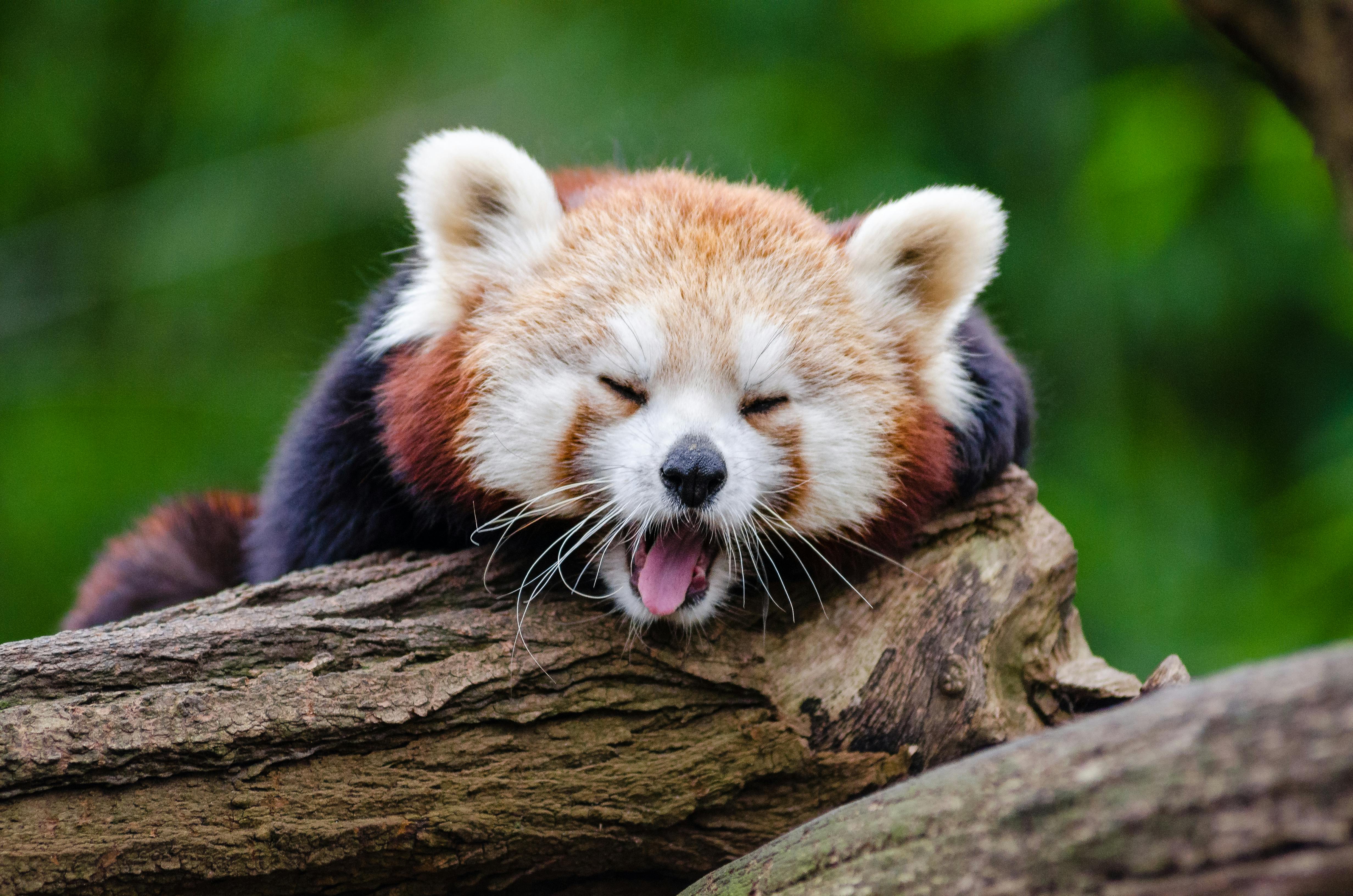 cute baby red panda