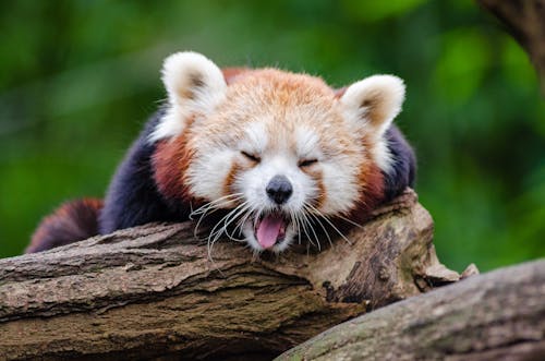 Fotobanka s bezplatnými fotkami na tému divočina, les, panda červená