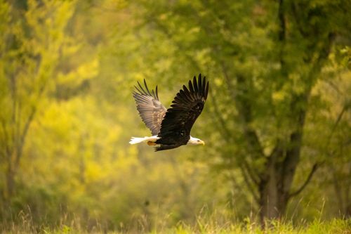 Free Bald eagle in flight over lush green forest in Tell, Wisconsin. Vibrant wildlife scene. Stock Photo