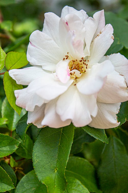 Бесплатное стоковое фото с белая роза, завод, Зеленое растение