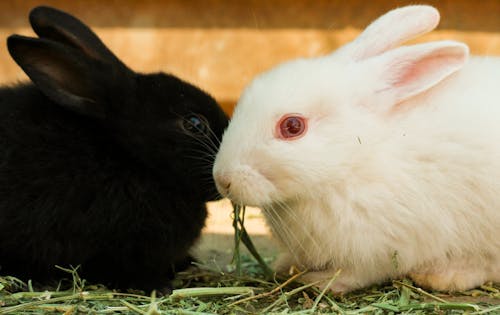 Darmowe zdjęcie z galerii z królik, miłośnik zwierząt