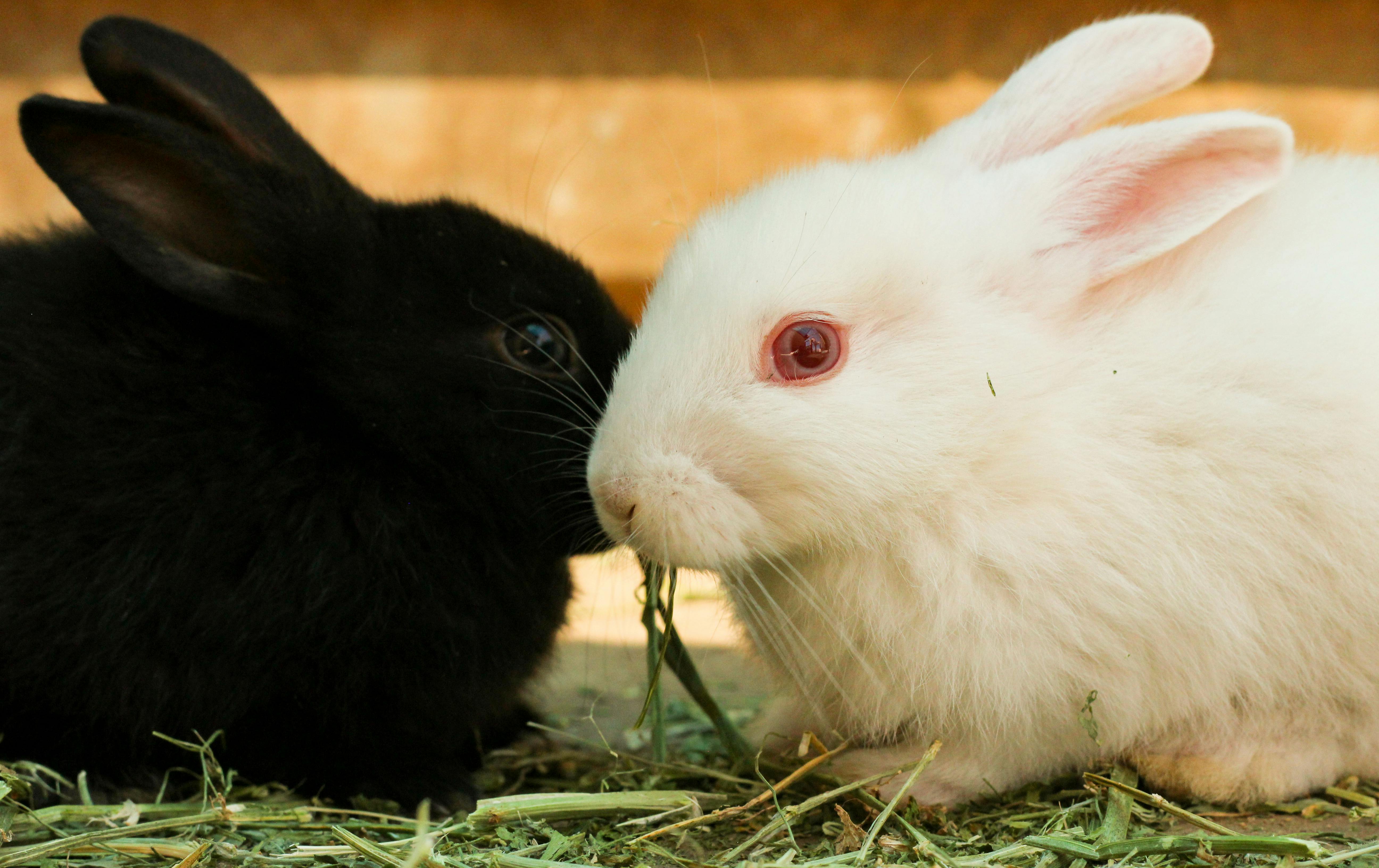 Free stock photo of animal lover, black and white, bunny