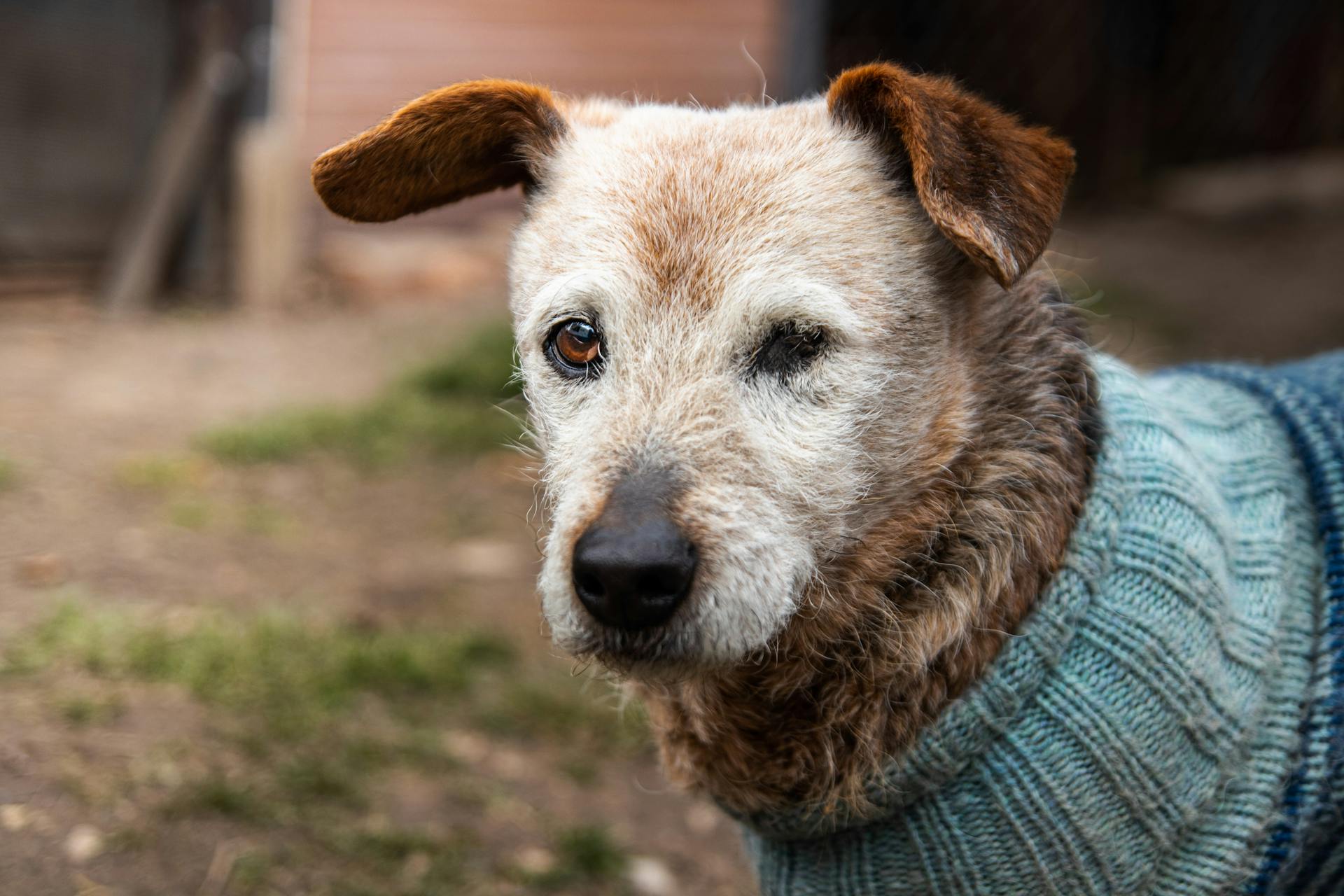 Sad Dog in Sweater