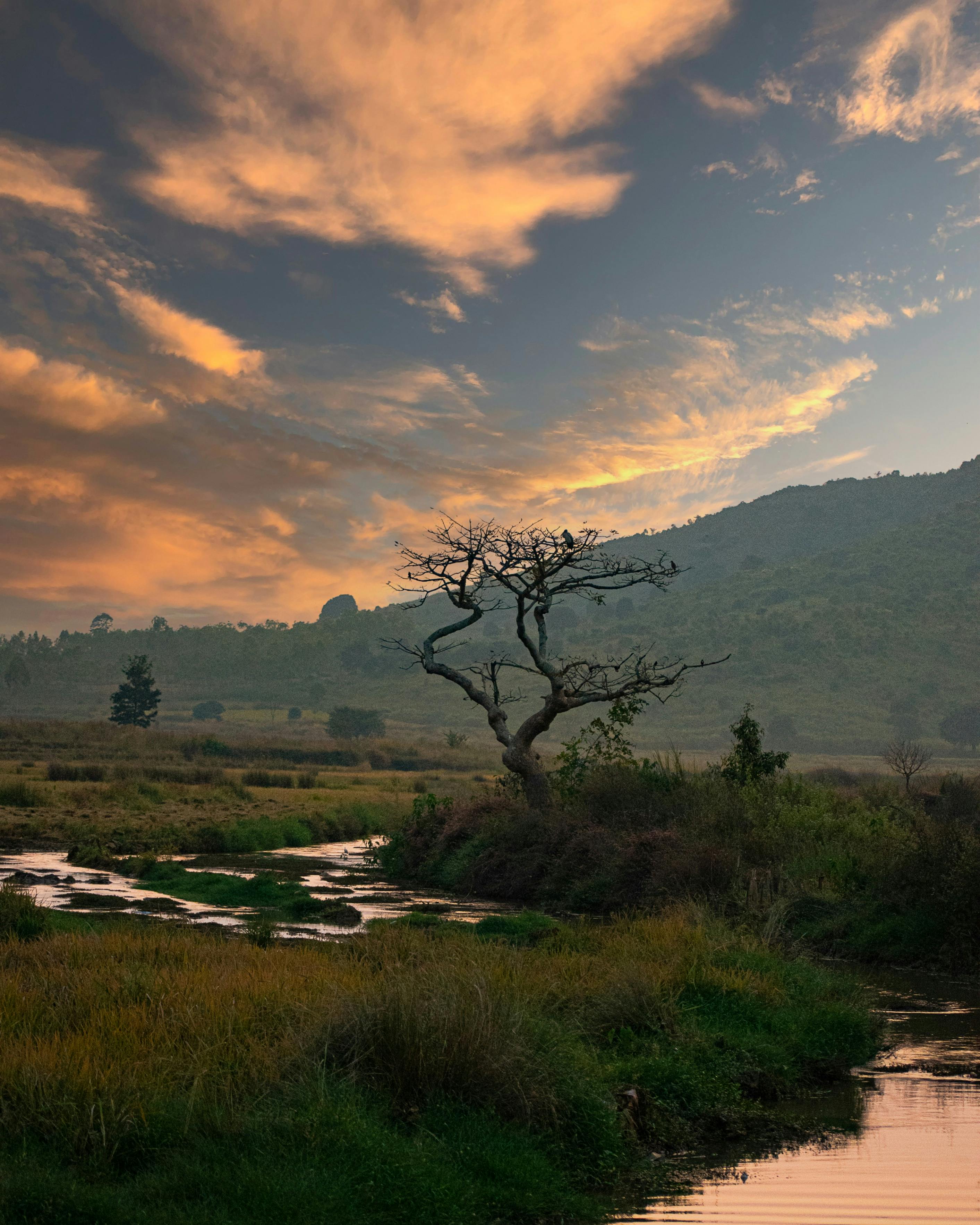 Tree Beside a River · Free Stock Photo