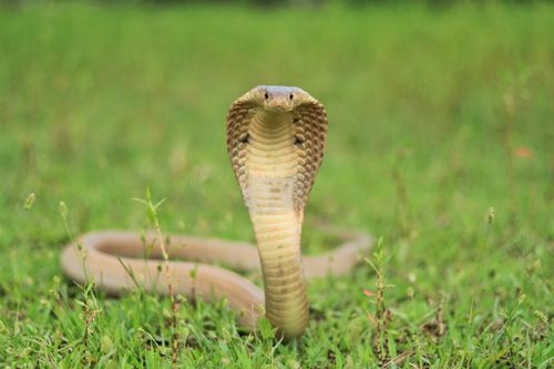 Free Intense close-up of a king cobra (Ophiophagus hannah) in a grassy field. Stock Photo