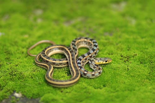 бесплатная Бесплатное стоковое фото с животное, змей, змея Стоковое фото