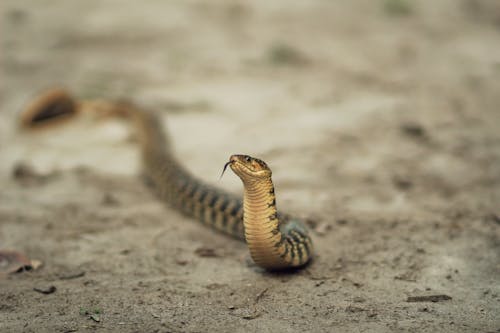 Foto profissional grátis de animal, cobra, fechar-se