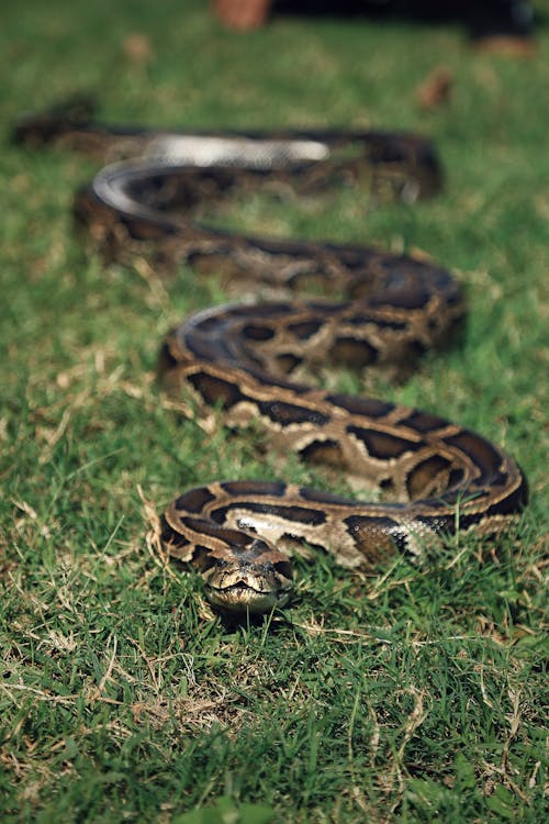 Foto profissional grátis de animal, cobra, fechar-se