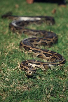 pythons photo