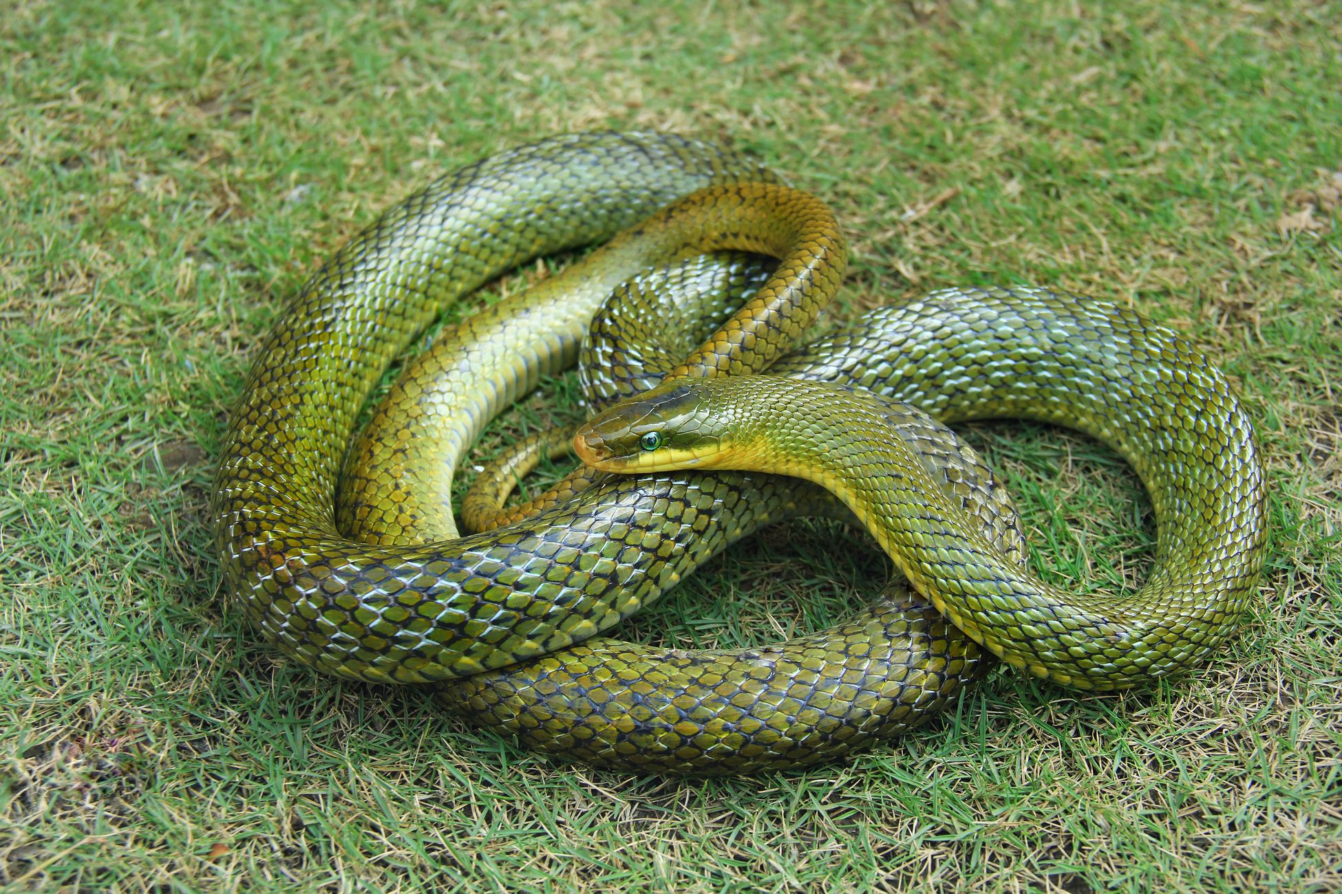 Hazelworm en wolf gespot bij nieuw ecoduct