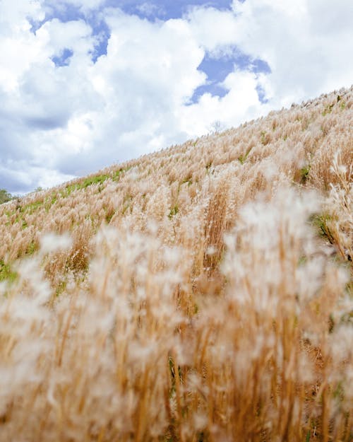 Brown Grass Field under the Cloudy Sky