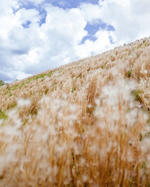 Free Vast grassy field stretching under a dynamic cloudy sky, showcasing nature's beauty. Stock Photo