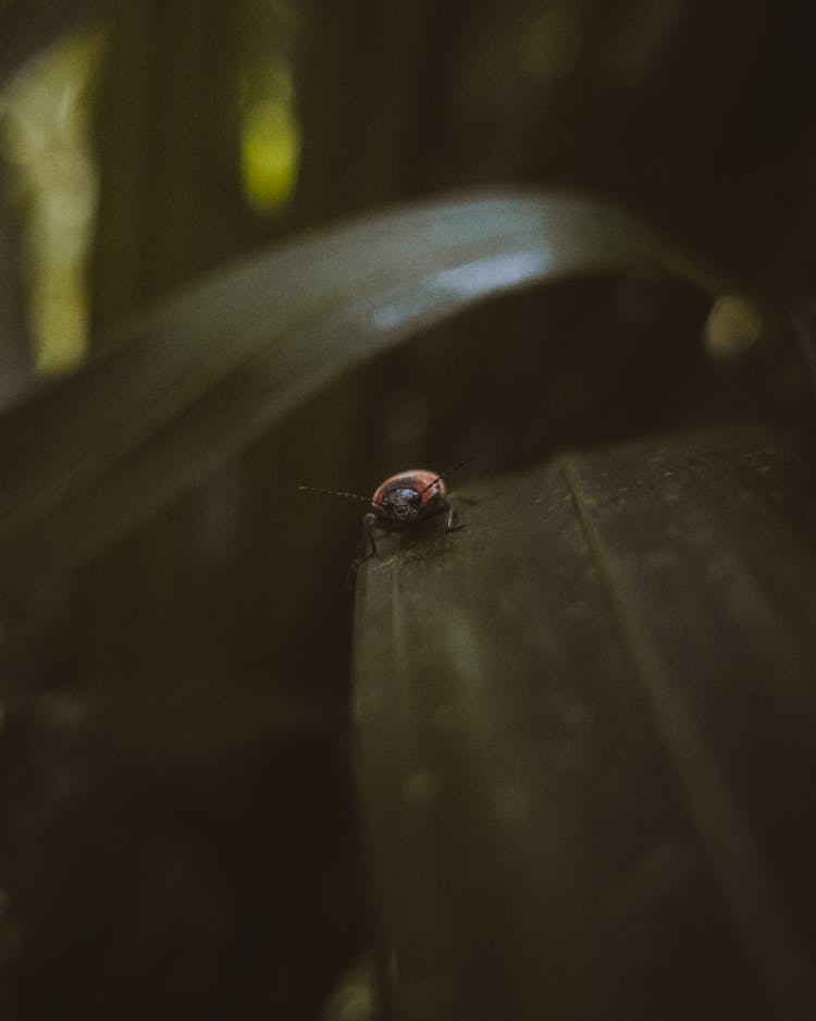 A Macro Shot Of A Bug On A Leaf