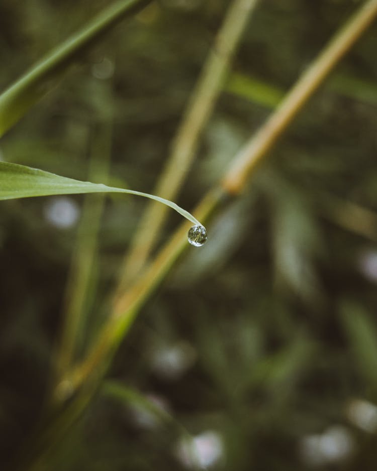 A Water Droplet On A Leaf