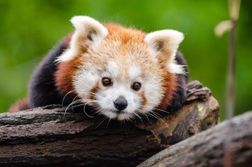 Free A cute red panda resting on a tree trunk in a lush outdoor setting. Stock Photo