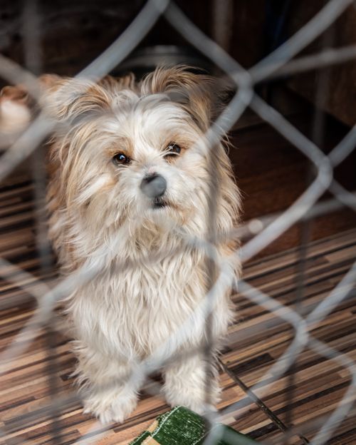Free A cute fluffy dog looks through a wire fence, conveying feelings of waiting and curiosity. Stock Photo