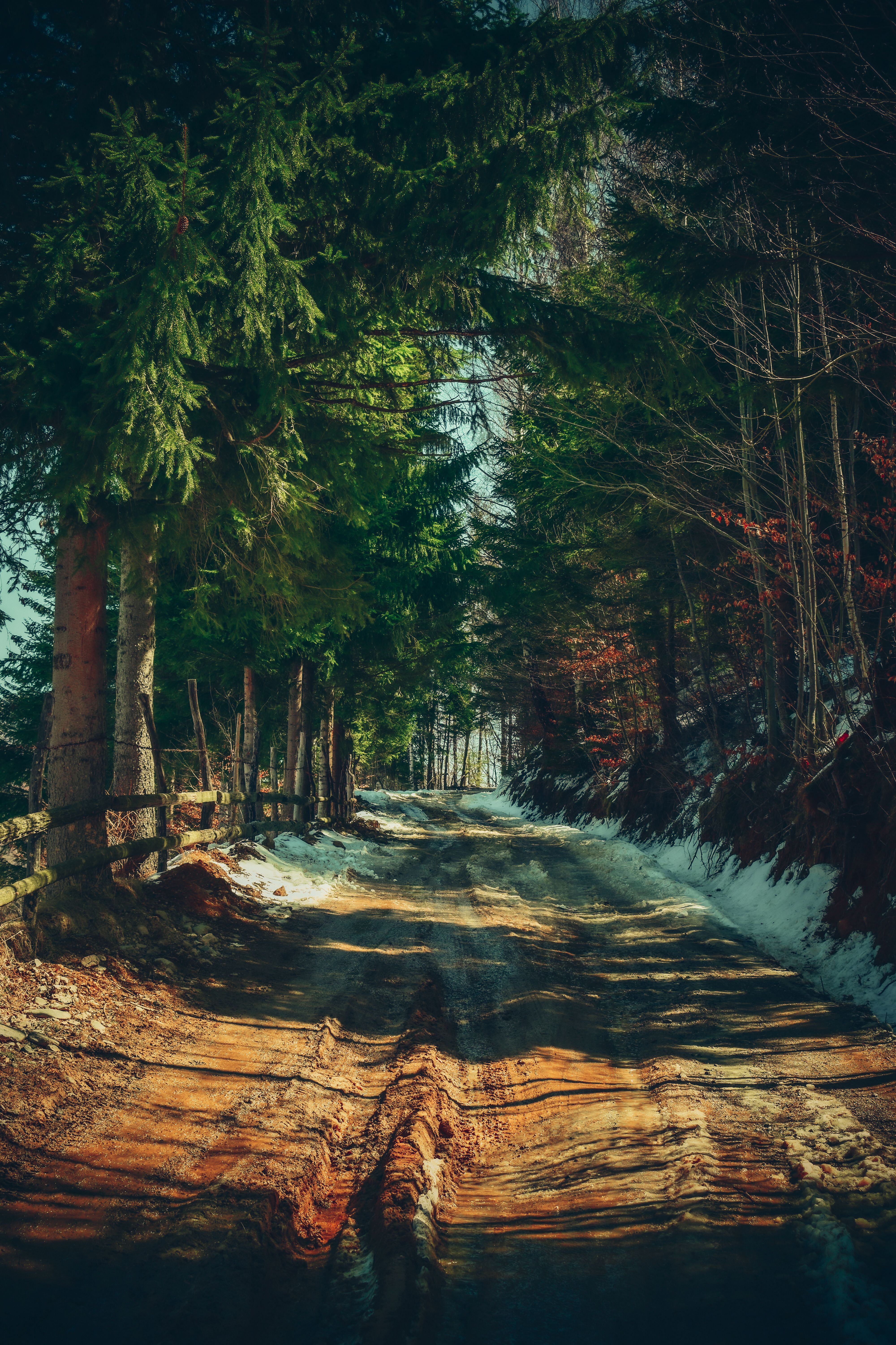 A Dirt Road in the Forest · Free Stock Photo